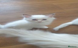 Ragdoll cats for sale: GCCF Chocolate Point with White Bi-color Kittens - Image 27