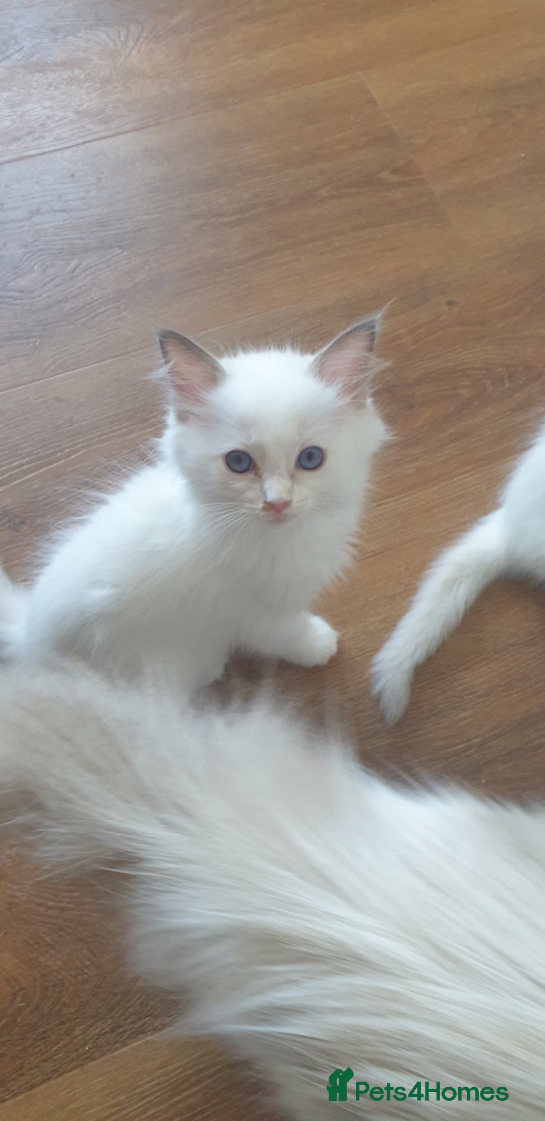 Ragdoll cats for sale: GCCF Chocolate Point with White Bi-color Kittens - Image 27