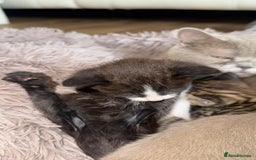 Bengal cats for sale: 4 Beautifully mixed Bengal and British shorthair  - Image 31