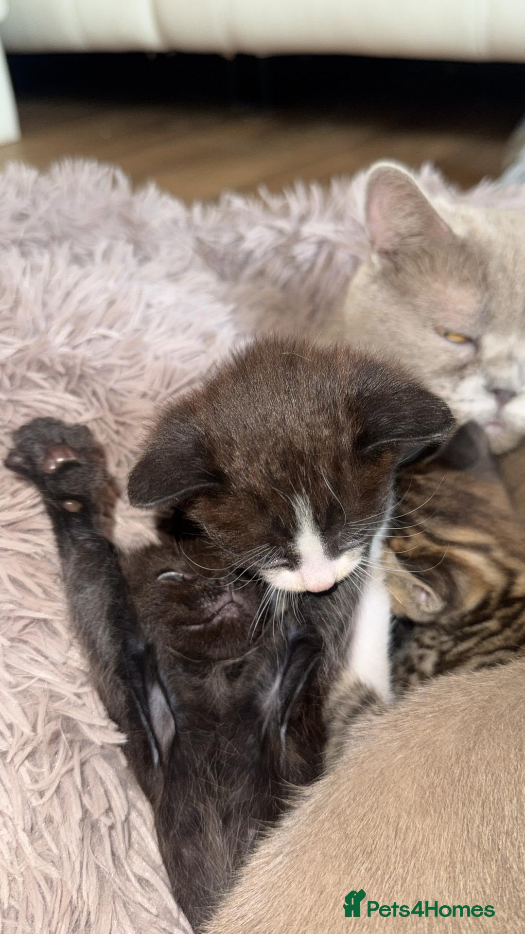 Bengal cats for sale: 4 Beautifully mixed Bengal and British shorthair  - Image 31