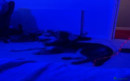 Shepsky dogs for sale: Sherpsky pup  - Image 1