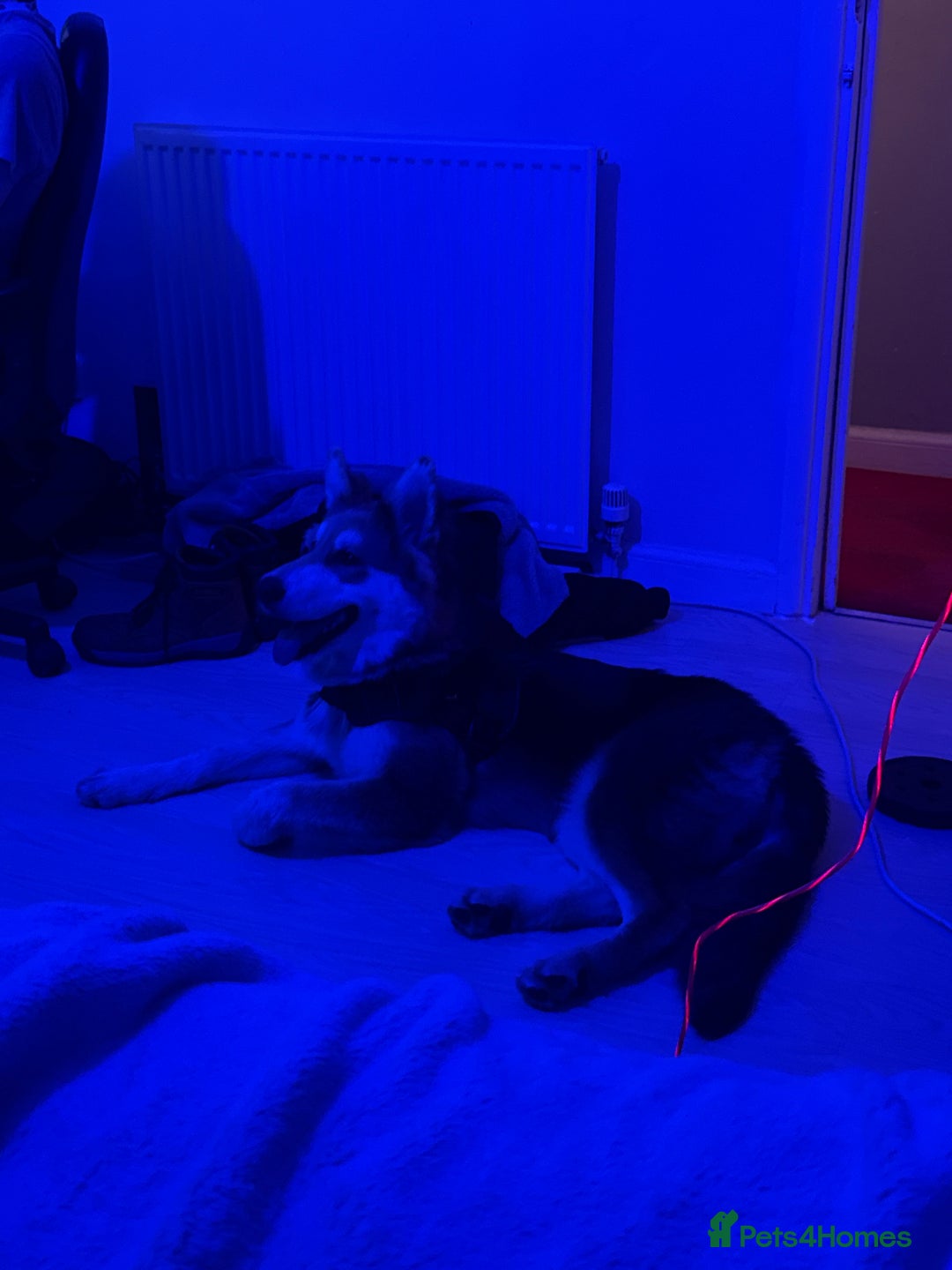 Shepsky dogs for sale: Sherpsky pup  - Image 1
