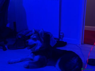 Shepsky dogs - Advert 2