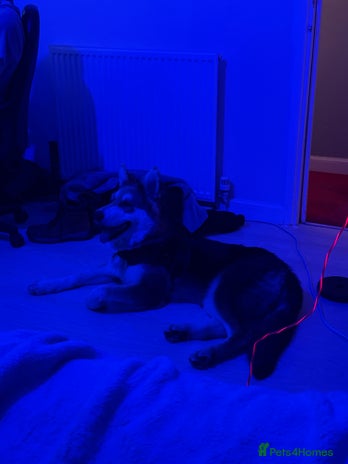 Shepsky dogs - Advert 1
