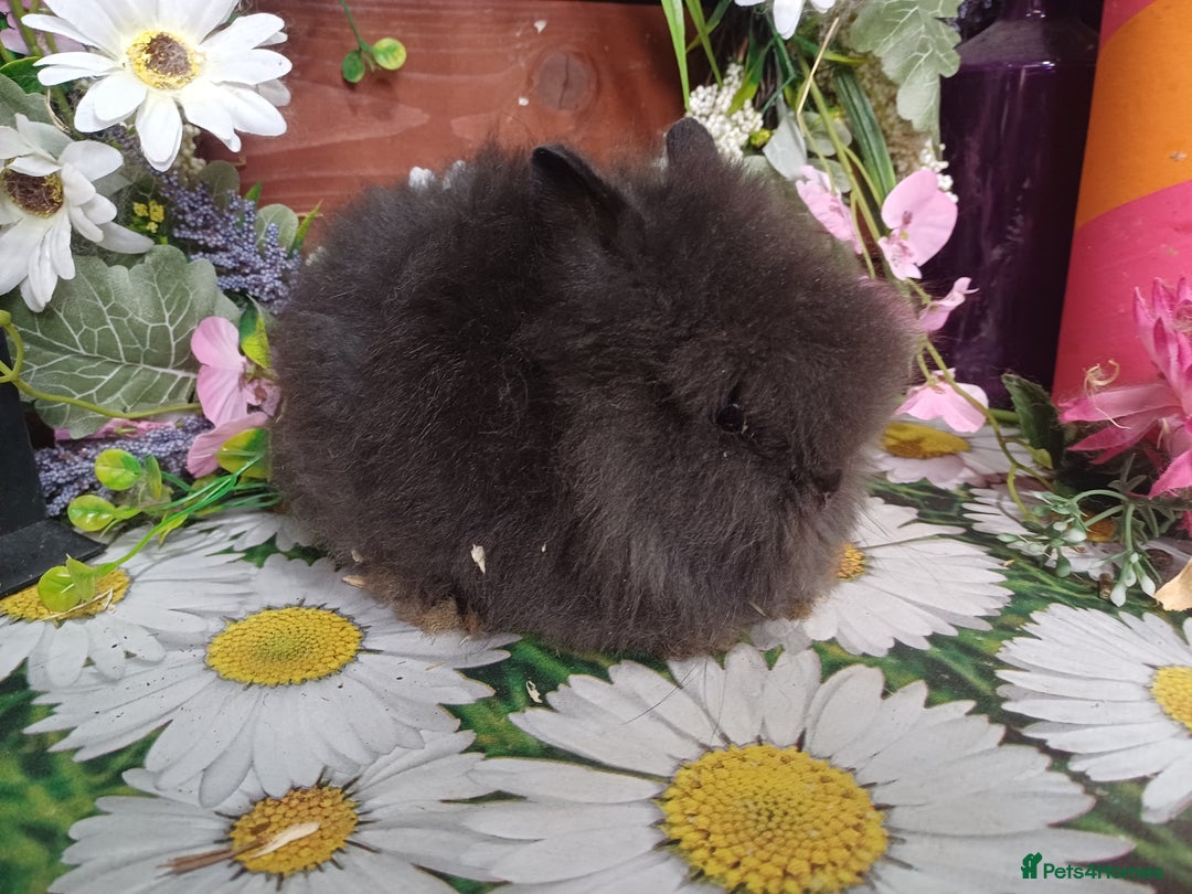 Lionhead rabbits for sale: 8 wk old Lionhead babies  in Barnsley - Image 5
