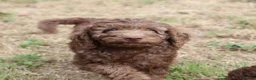 Labradoodle dogs for sale: Ready now , first vaccine complete & health check  - Advert 2