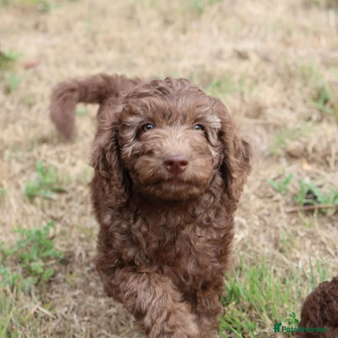 Labradoodle dogs for sale: Ready now , first vaccine complete & health check  - Advert 2