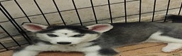 Siberian Husky dogs for sale: Husky puppy - Advert 3