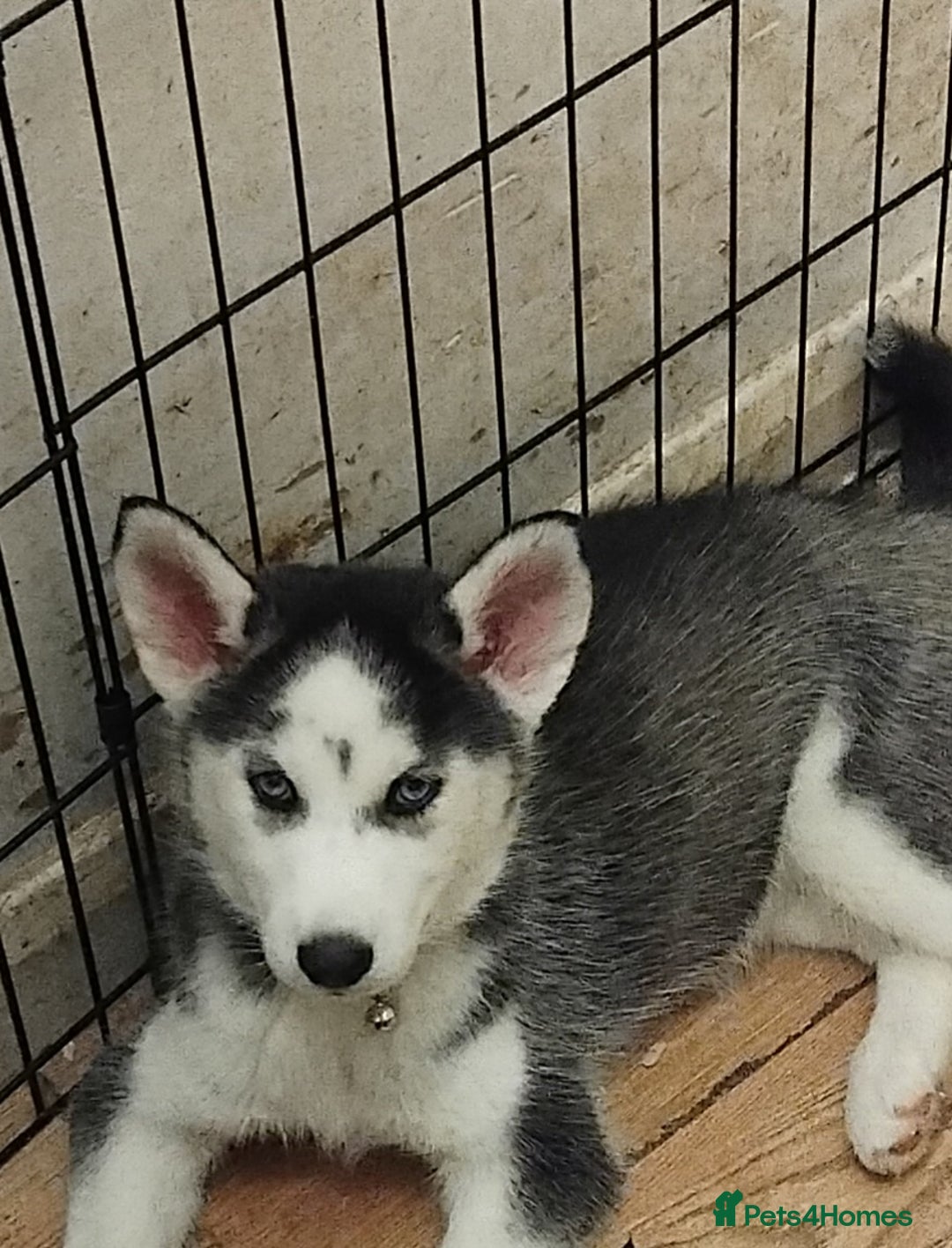 Siberian Husky dogs for sale: Husky puppy - Advert 3