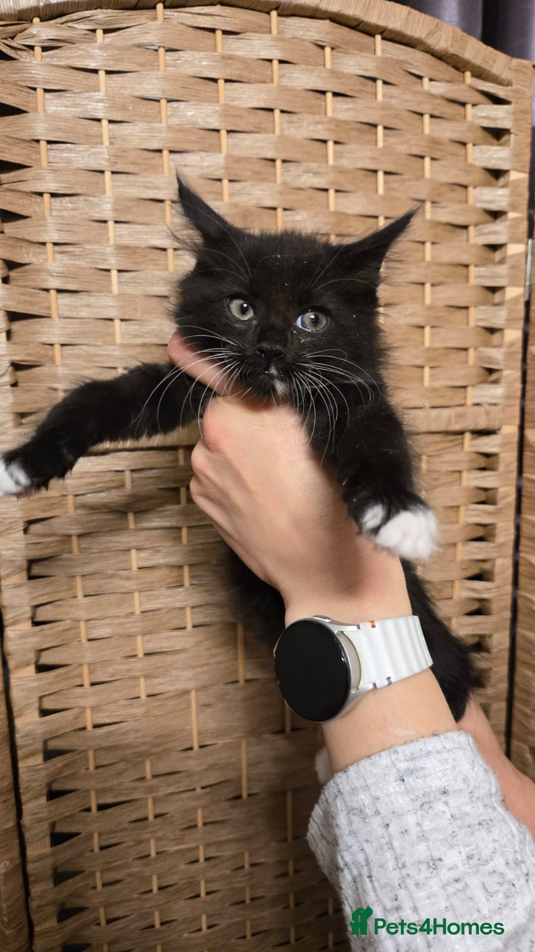 Maine Coon cats for sale: Beautiful Mainecoon kittens  - Advert 4