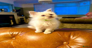 Birman cats - Advert 4