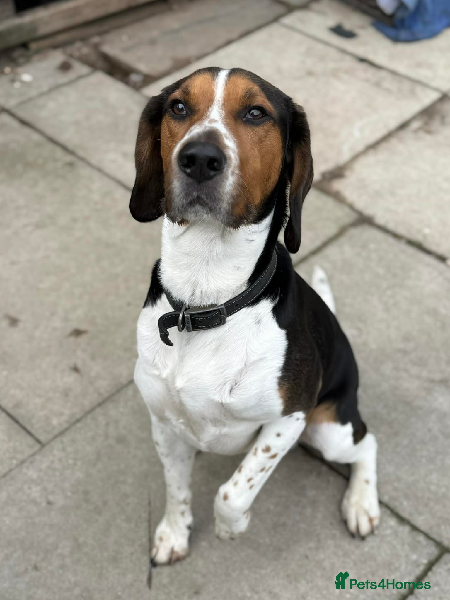 Mixed Breed dogs Handsome boy Hunter wants a new forever home - Advert 1