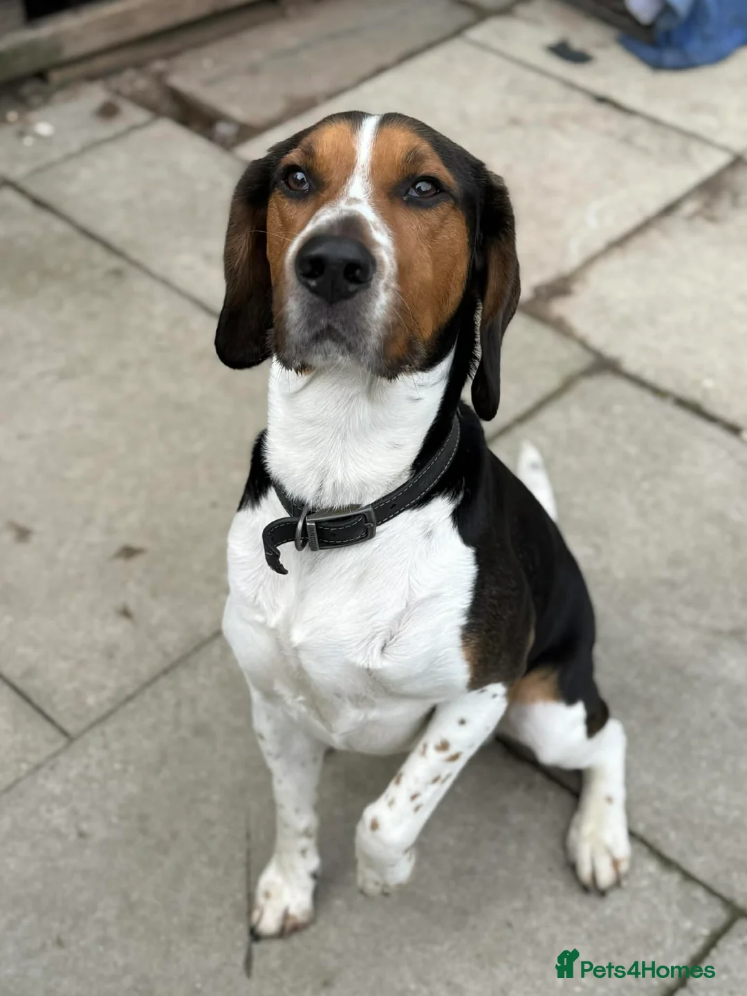 Mixed Breed dogs for adoption: Handsome boy Hunter wants a new forever home - Advert 1