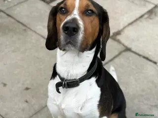 Mixed Breed dogs Handsome boy Hunter wants a new forever home - Advert 1