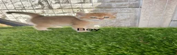 British Shorthair cats for sale: Golden kittens - Advert 8