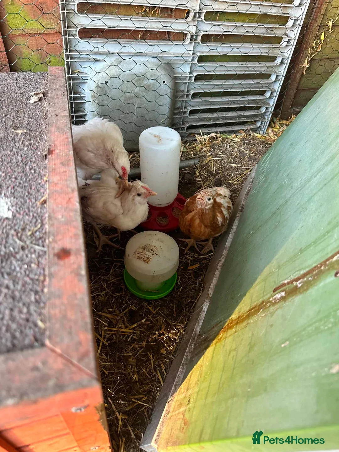 Chickens poultry for sale: 3 female chicks in Tewkesbury - Advert 1