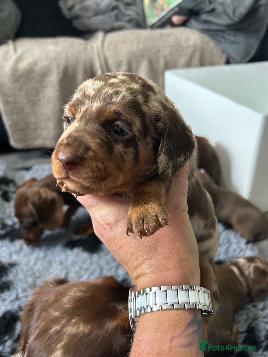 Miniature Dachshund dogs for sale: Chocolate Tan/dapple Miniature Dachsund - Image 21
