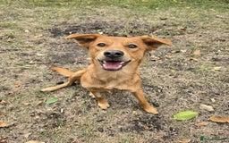 Mixed Breed dogs for adoption: 💙🐶 ARCHIE AND ARNY🐶💙 - Image 21