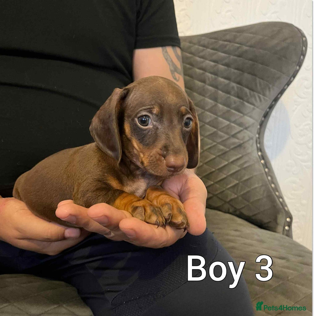 Miniature Dachshund dogs for sale: Miniature dachshund  - Image 7