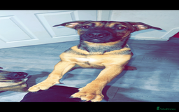 Mixed Breed dogs for sale: German shepherd cross - Advert 4
