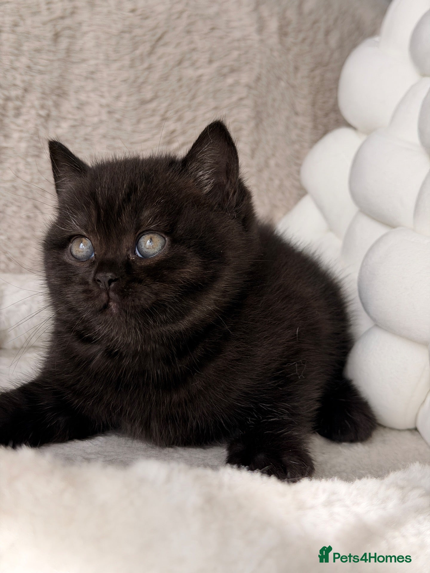 British Shorthair cats for sale: 🏆Champions line🏆BSH Kittens Tica reg  - Advert 1