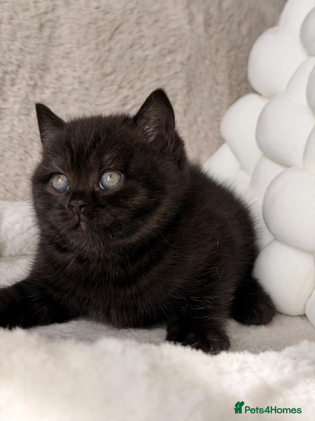 British Shorthair cats for sale: 🏆Champions line🏆BSH Kittens Tica reg  - Advert 1