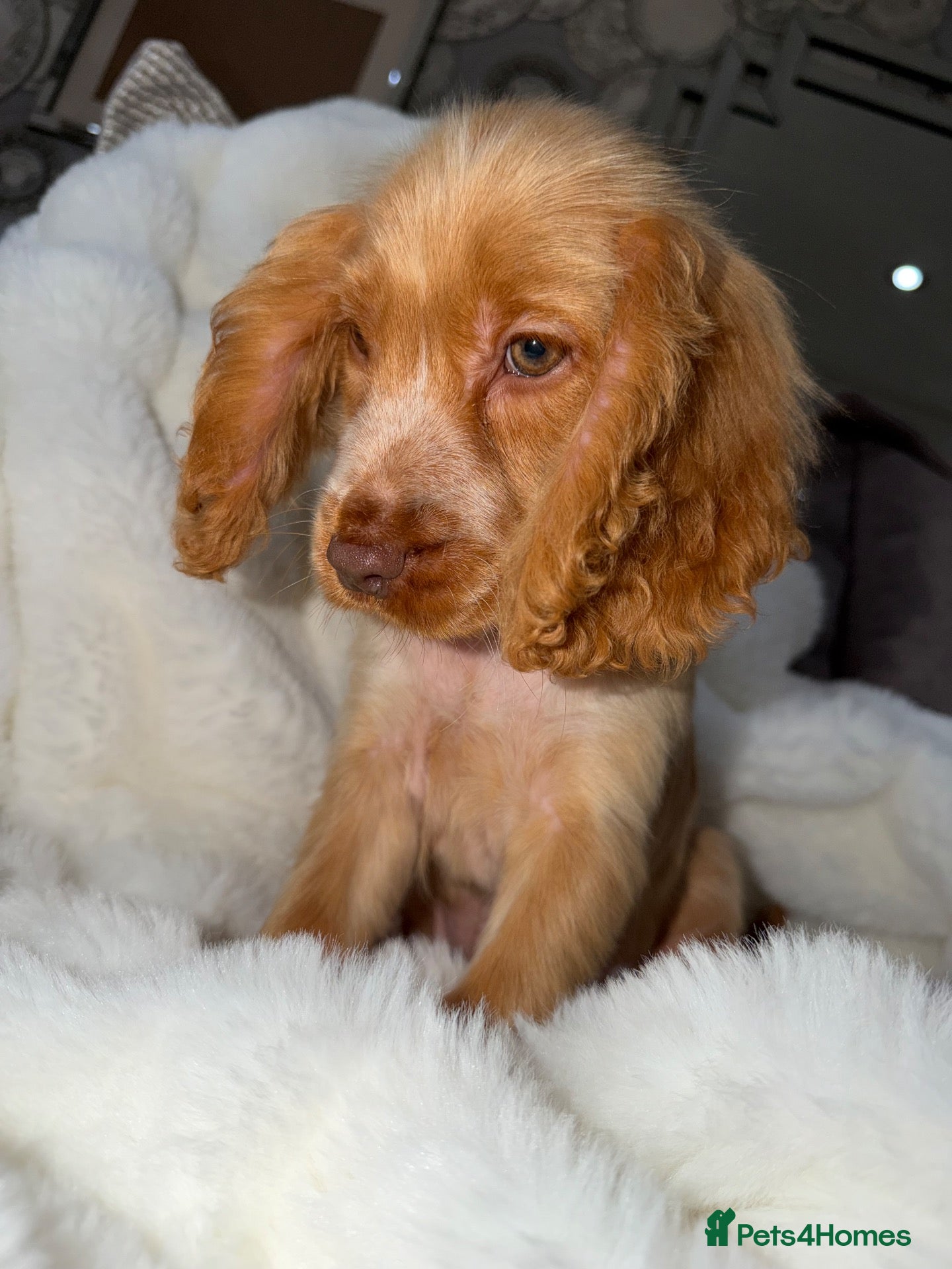 Cocker Spaniel dogs Show cocker spaniel boy puppies - Advert 1