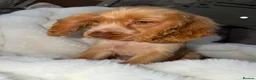 Cocker Spaniel dogs for sale: Show cocker spaniel boy puppies - Advert 3