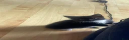 Mixed Breed cats for sale: 1 Beautiful Female Kitten Left  - Advert 10