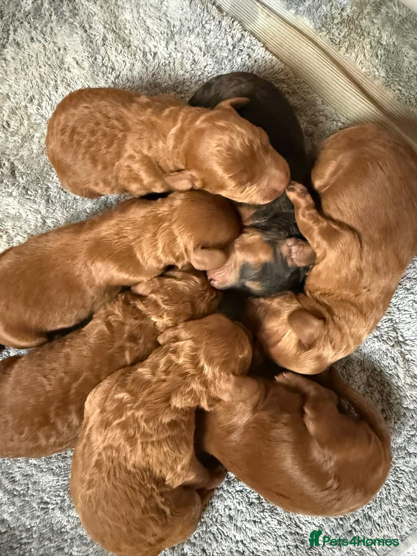Cockapoo dogs for sale: Beautiful F1b Cockapoo Puppies  - Advert 5