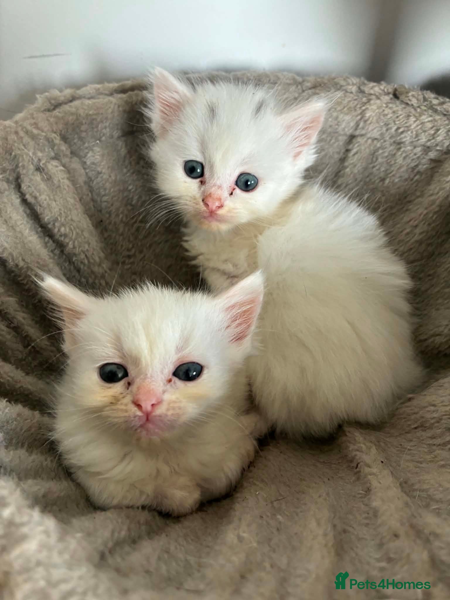 Ragdoll cats Ragdoll x Turkish angora kittens - Advert 1