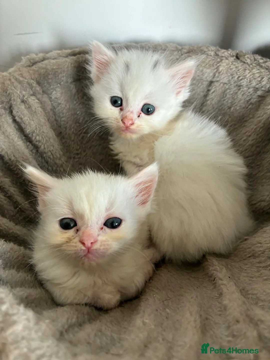 Ragdoll cats for sale: Ragdoll x Turkish angora kittens - Advert 1
