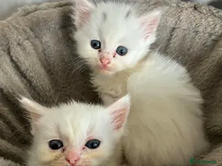 Ragdoll cats Ragdoll x Turkish angora kittens - Advert 2