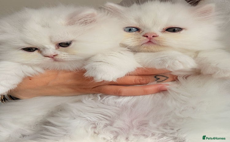 Persian cats - Advert 1