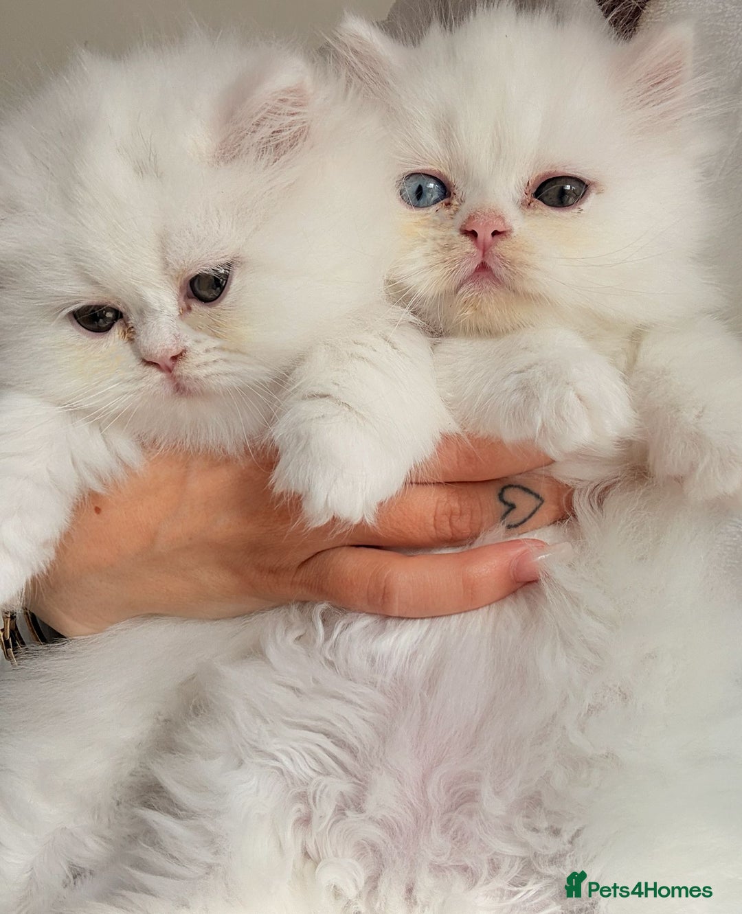Persian cats for sale: Persian kitten for sale - Image 1