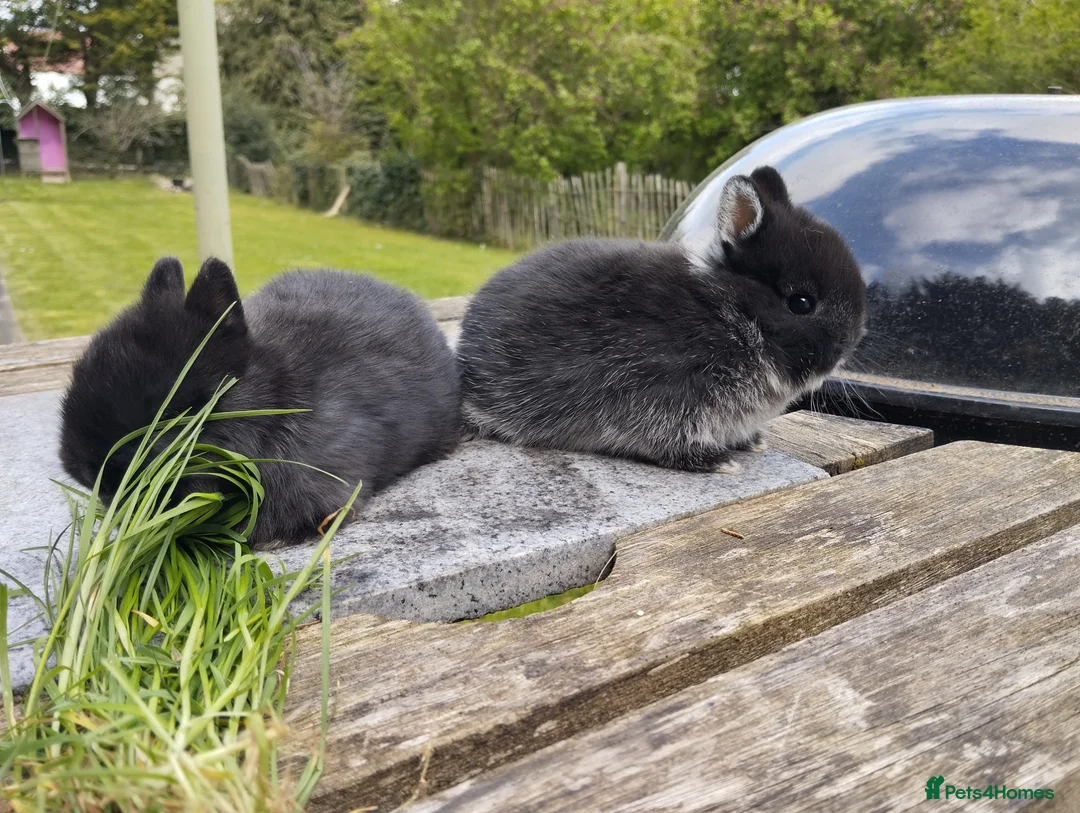 Netherland Dwarf rabbits for sale: Purebred Netherland dwarf - Advert 17