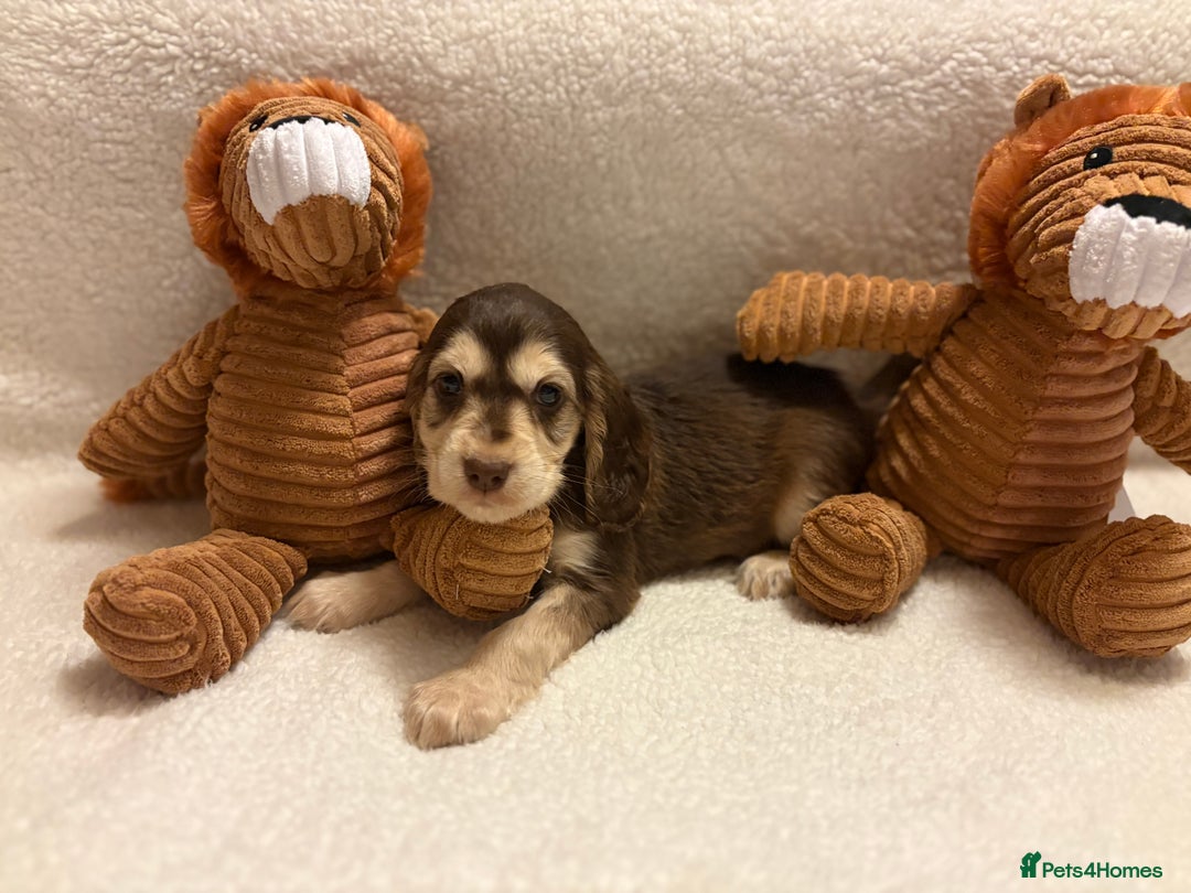 Cocker Spaniel dogs for sale: Show type spaniels - Advert 11