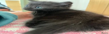 Ragdoll Kitten 2