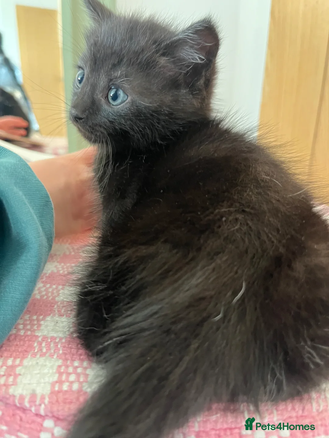 Ragdoll cats for sale: Very affectionate loving black ragdoll boy  - Advert 1