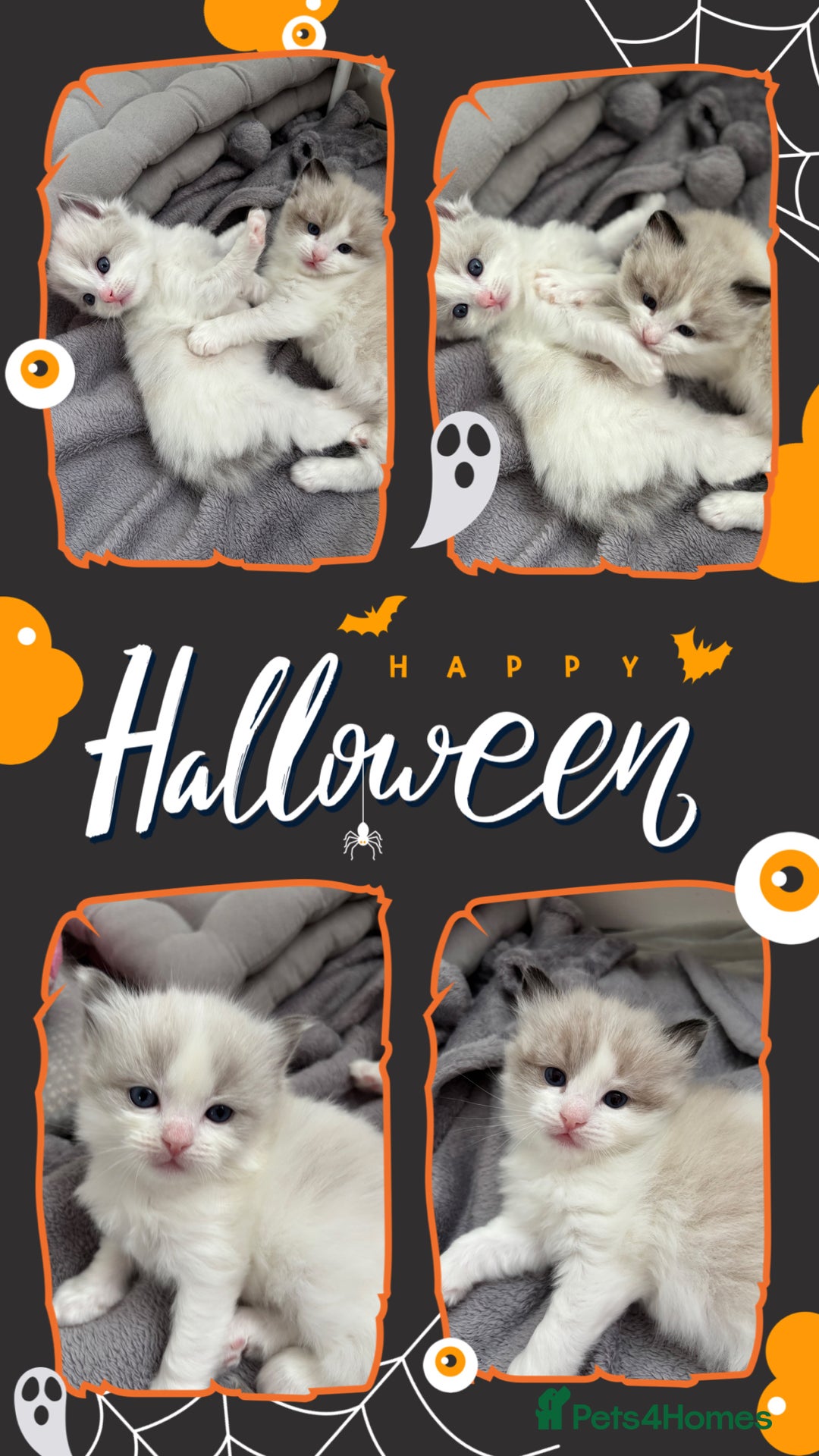 Ragdoll cats for sale: Beautiful two GCCF kittens. Blue Bicolour Ragdolls - Advert 25