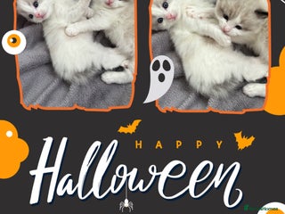 Ragdoll cats - Advert 9