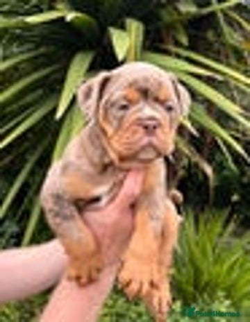 Olde English Bulldogge dogs - Advert 1