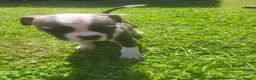 Mixed Breed dogs for sale: 8 Beautiful American Bulldog x Cane Corso in Blyth - Advert 13