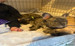 French Bulldog dogs for sale: Fench bulldog - Image 9