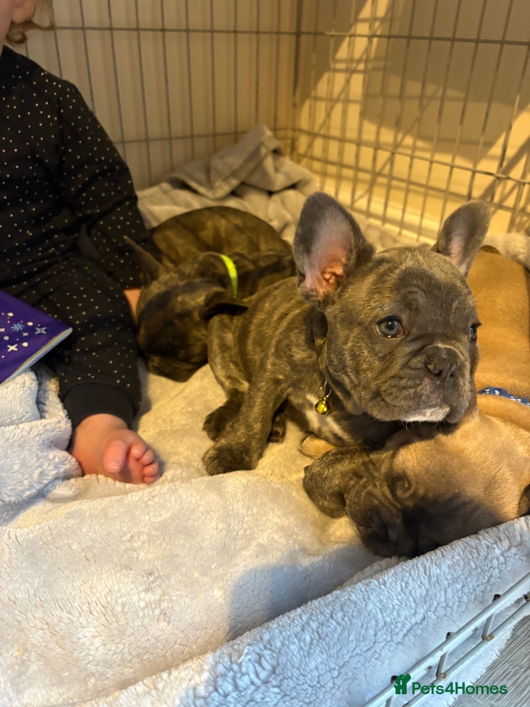 French Bulldog dogs for sale: Fench bulldog - Image 9