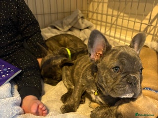 French Bulldog dogs Fench bulldog - Advert 20