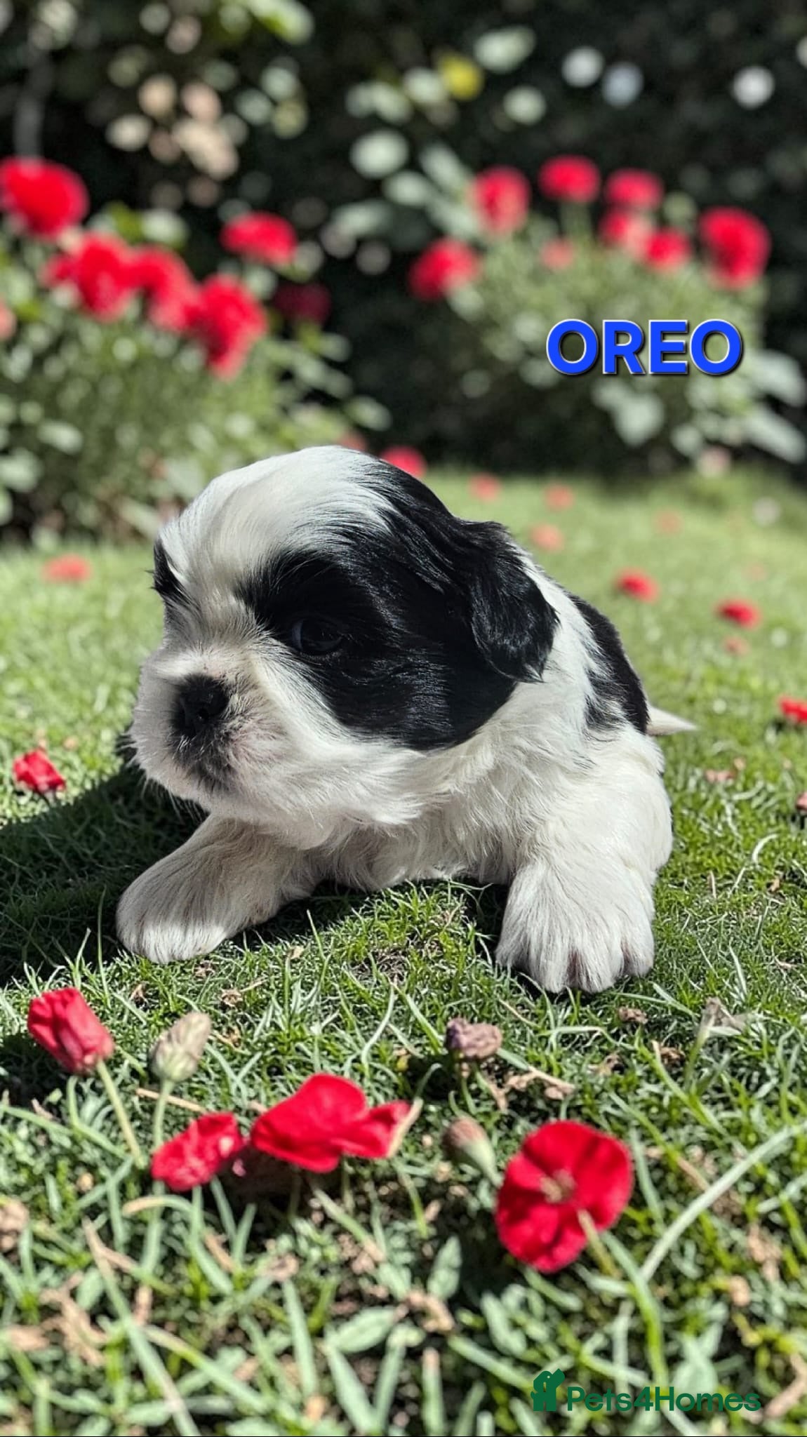 Shih Tzu dogs STUNNING PURE STANDARD SHIH TZU  - Advert 2
