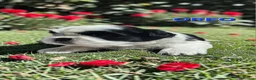 Shih Tzu dogs for sale: STUNNING PURE STANDARD SHIH TZU  - Advert 8