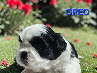 Shih Tzu dogs STUNNING PURE STANDARD SHIH TZU - Advert 2