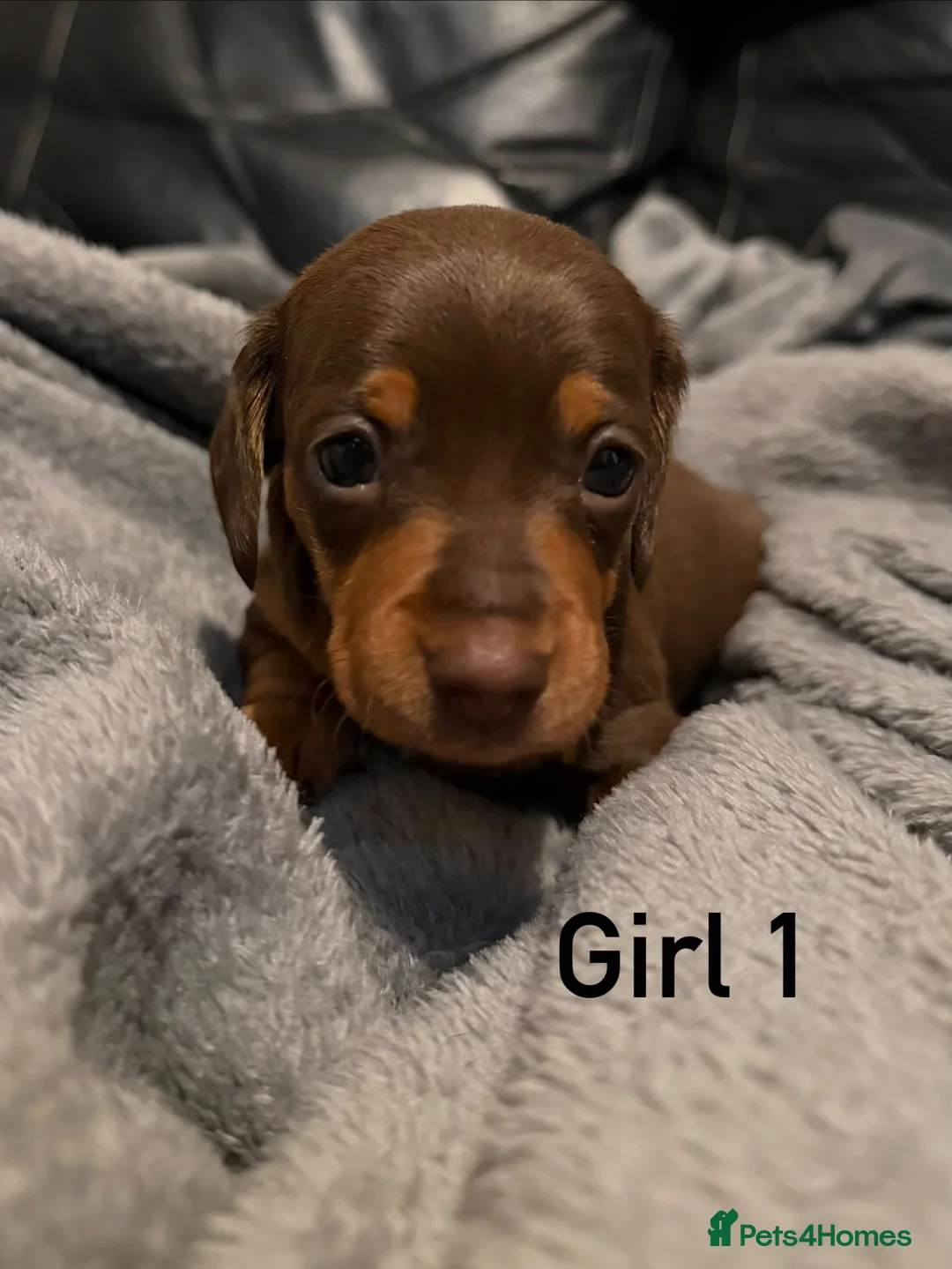 Miniature Dachshund dogs for sale: Chocolate & tan miniature dachshunds  - Advert 2